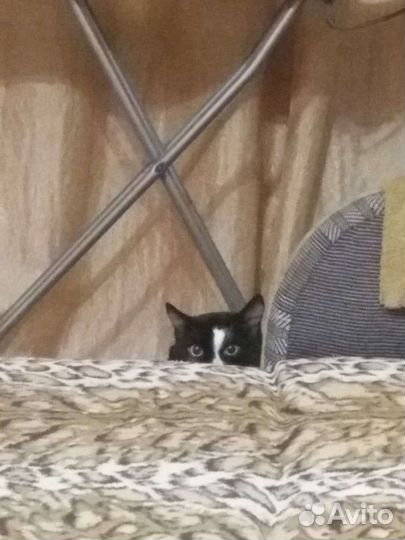 Вязка. Сибирский кот