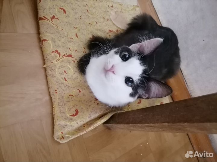 Кот в добрые руки