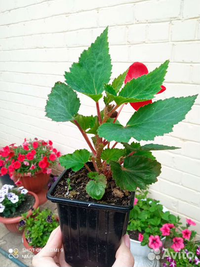 Бегония ампельная иллюминейшн Скарлет