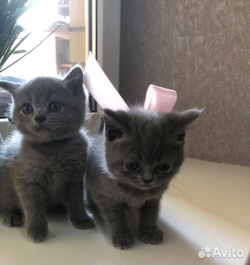 Британские котята