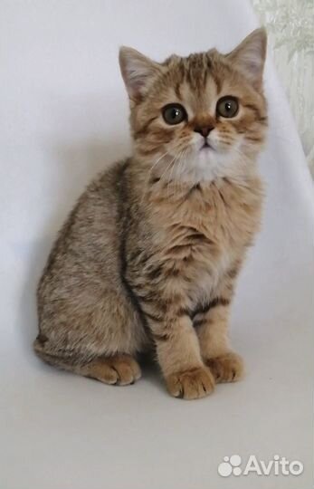Британские котята