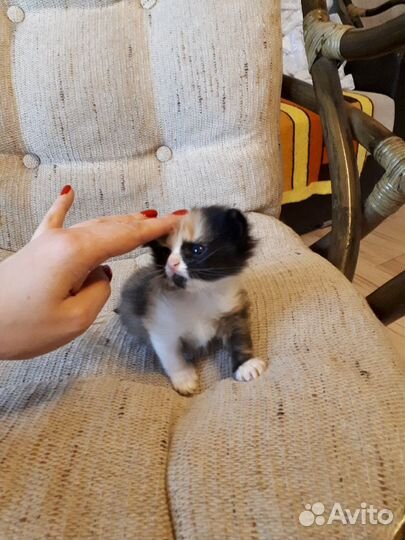 Котенок