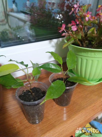 Цветы фикус бенджамина и дерево любви