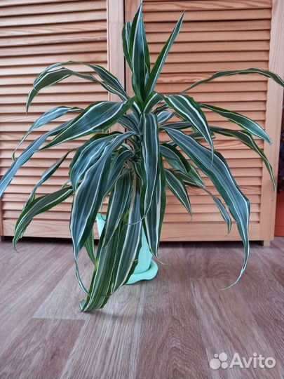 Драцена Драгон Вайт