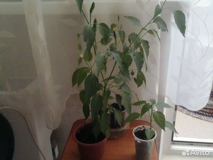 Комнатный перчик