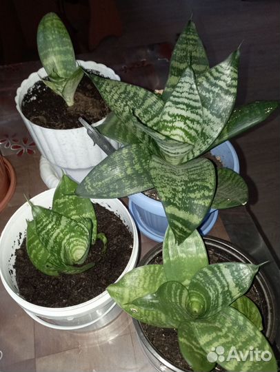 Сансевиерия ханни
