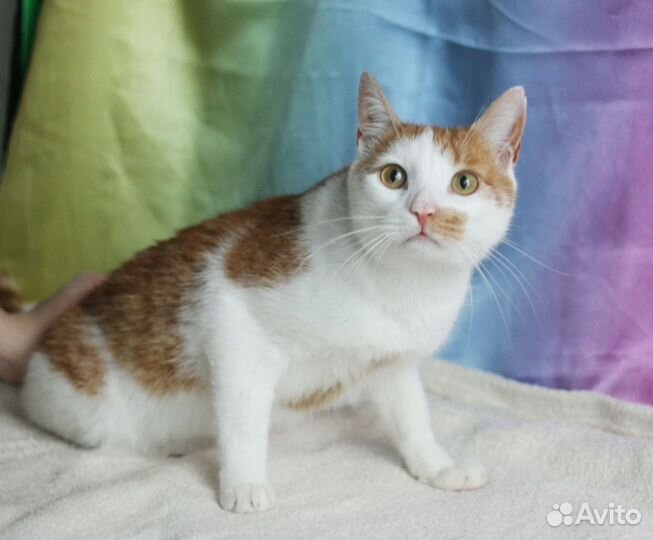 Бело-Рыжий красавец ищет дом