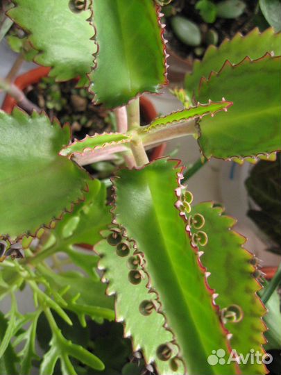 Продам растения