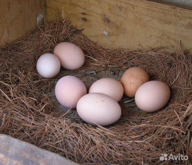 Яйца куриные и утиные домашние