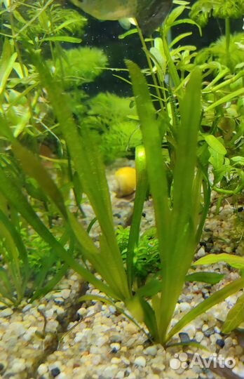 Растения для аквариума