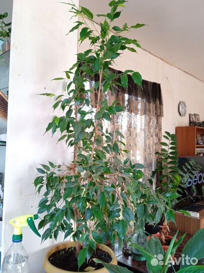 Замиокулькас,фикусы