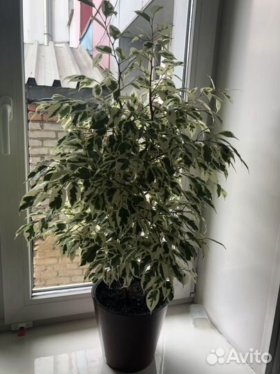 Фикус бенджамина