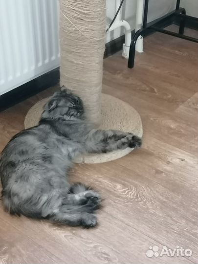 Вязка кошек