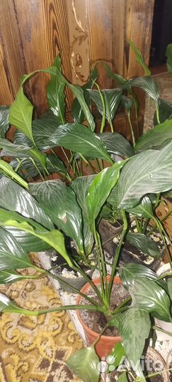 Спатифиллум