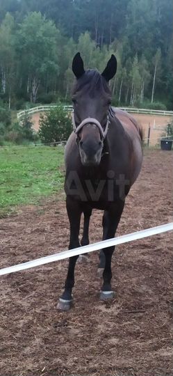 Участок 9 сот. (ИЖС)