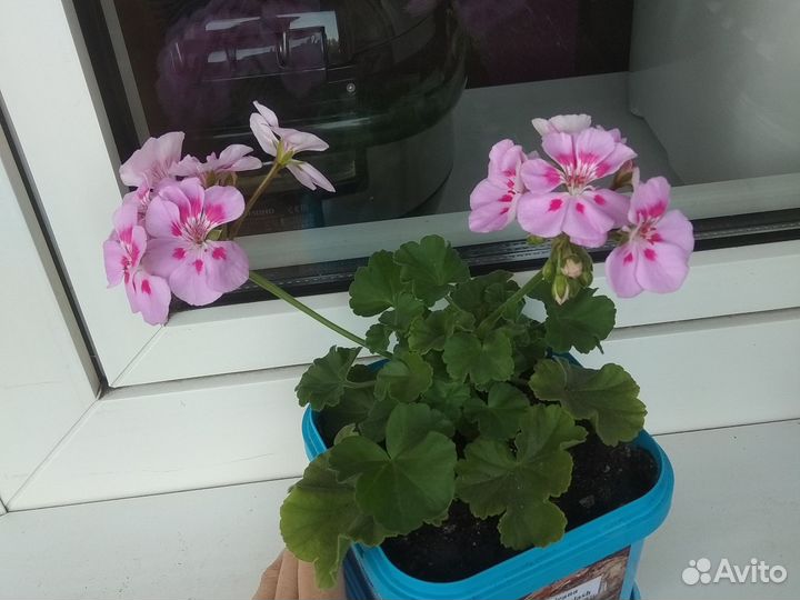 Королевская пеларгония