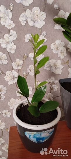 Замиокулькас