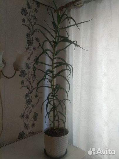 Алоэ лечебный