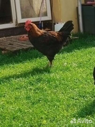 Петух породы моран