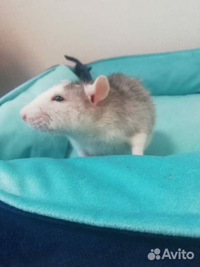 Крыса дамбо хаски и 13 крысят