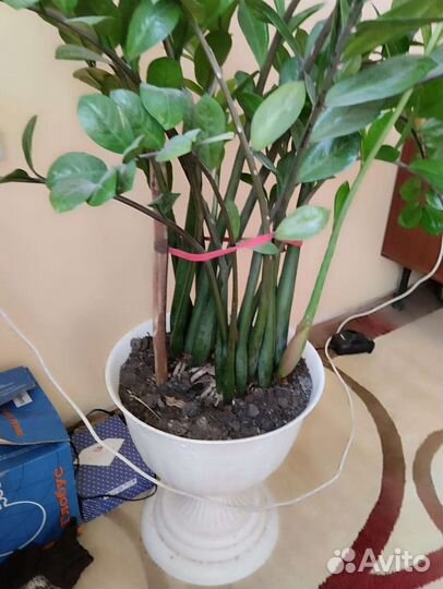 Замиокулькас