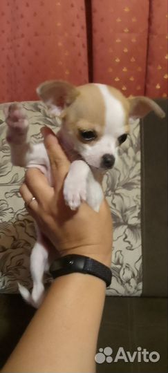 Девочка чихуахуа
