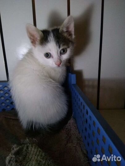 Кошка в дар бесплатно