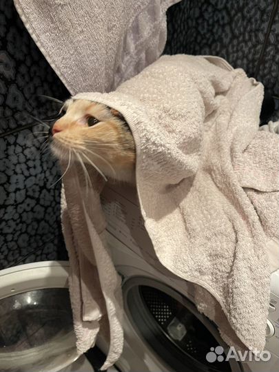 Отдам бесплатно умную кошечку