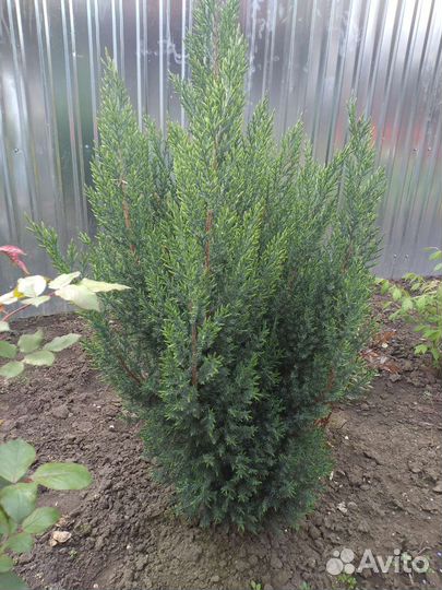 Можжевельник