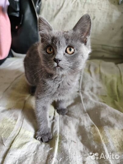 Отдам в добрые руки котят