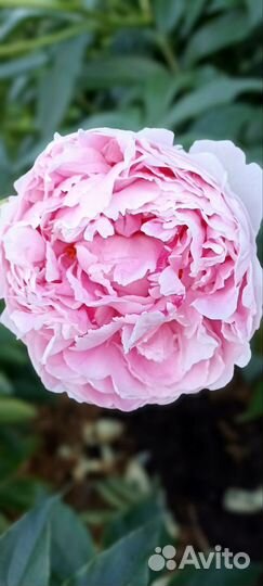 Пион Сара Бернар