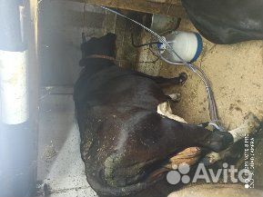 Продам коров