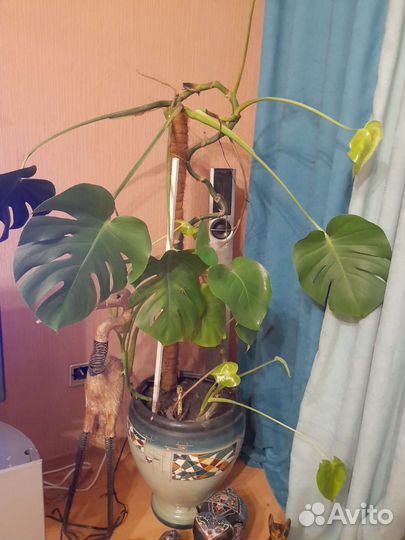 Комнатные растения