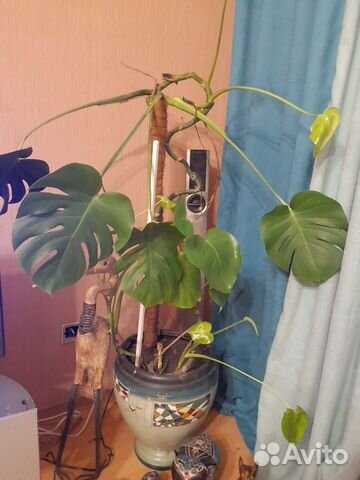 Комнатные растения