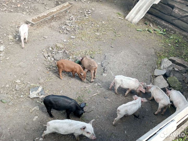 Поросята ландрас дюрок