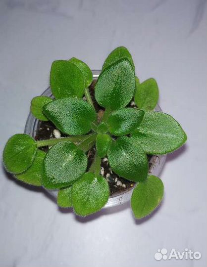 Фиалка сортовая миниатюрная