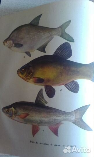 Удачливый рыболов