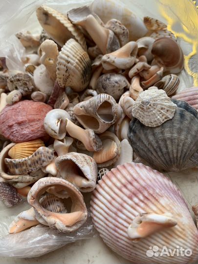 Морские ракушки раковины