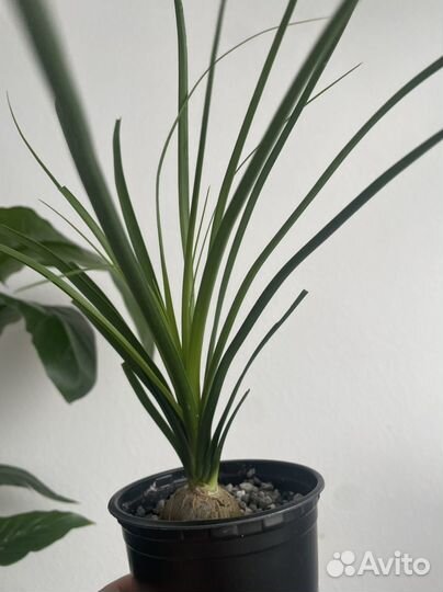 Пальма нолина