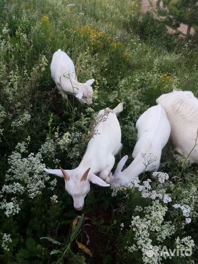 Коза дойная