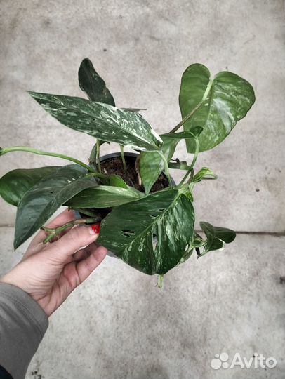 Сциндапсус/эпипремнум