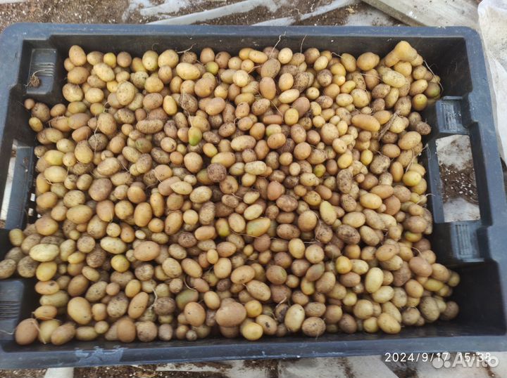 Картофель Инноватор, миниклубни (вирусов нет)