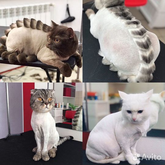 Груминг. Стрижка собак и кошек