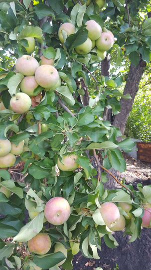 Дача 20 м² на участке 8 сот.