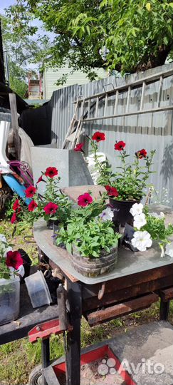 Петуния тайдал, ред и черри