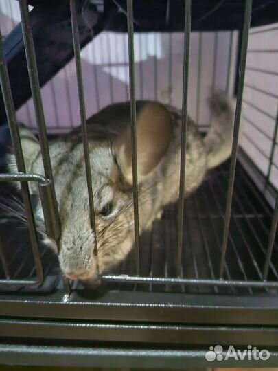 Клетка для грызунов