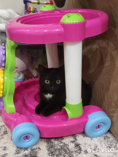 Котик в добрые руки