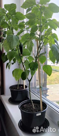 Рассада сладкого перца