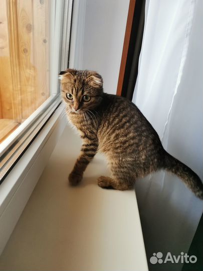 Котенок в добрые руки