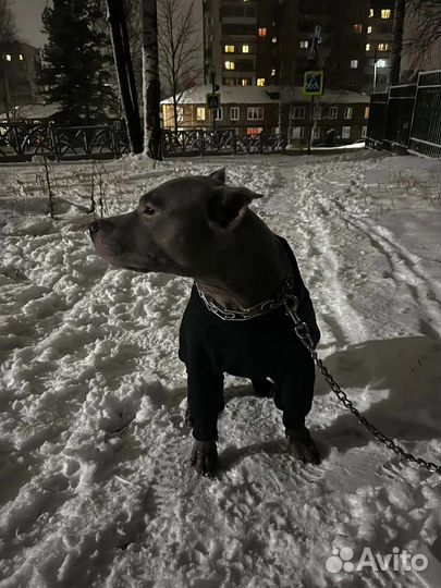 Амстафф вязка